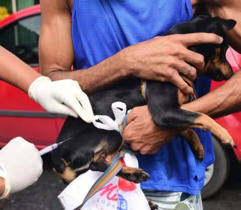 Imagem do post Vacinação Antirrábica ultrapassa 40 mil animais imunizados