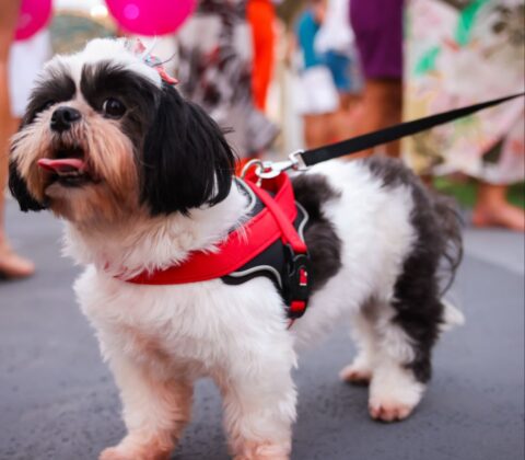 Imagem do post Shopping Barra: último fim de semana para vacinação antirrábica gratuita de cães e gatos