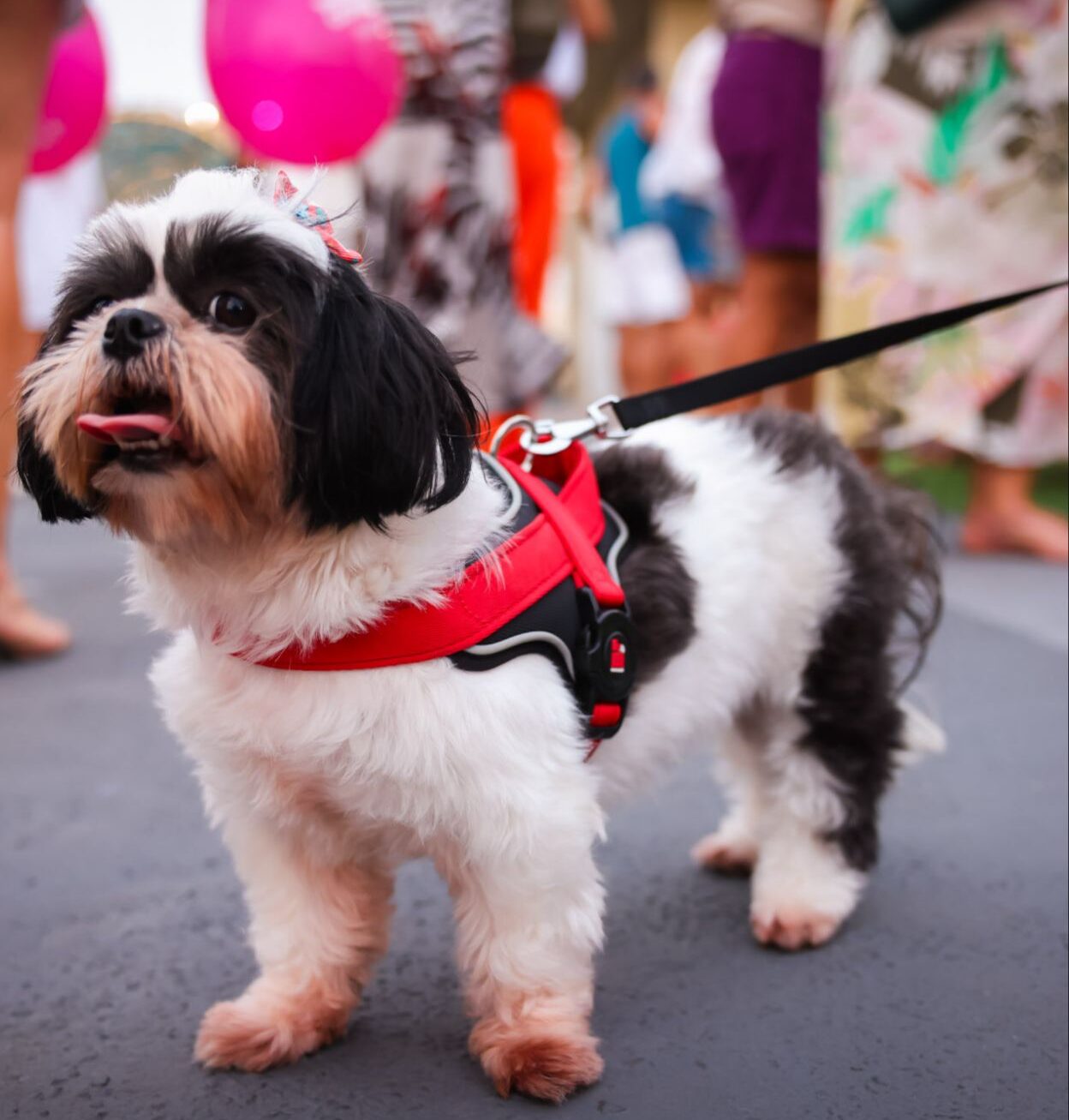 Shopping Barra: último fim de semana para vacinação antirrábica gratuita de cães e gatos