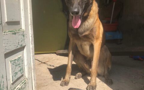 Imagem do post Cão policial localiza 7 tabletes de maconha em Feira de Santana