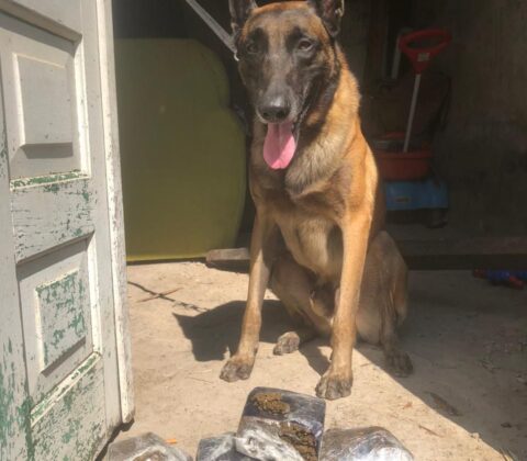 Imagem do post Cão policial localiza 7 tabletes de maconha em Feira de Santana