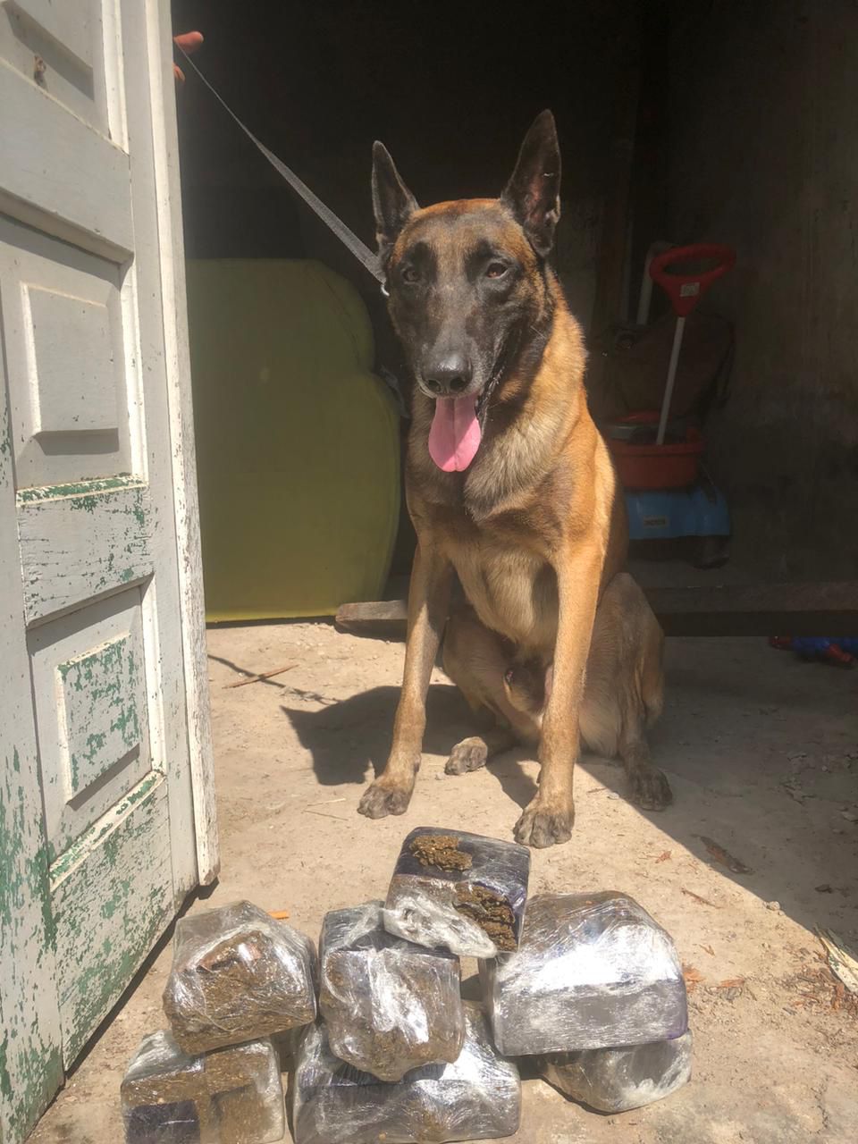 Cão policial localiza 7 tabletes de maconha em Feira de Santana