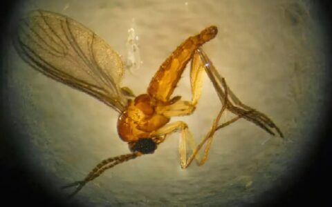 Imagem do post Saúde confirma óbito fetal por transmissão vertical de Oropouche