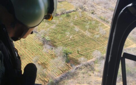 Imagem do post Polícia ultrapassa a marca de 4 toneladas de drogas apreendidas em 2024