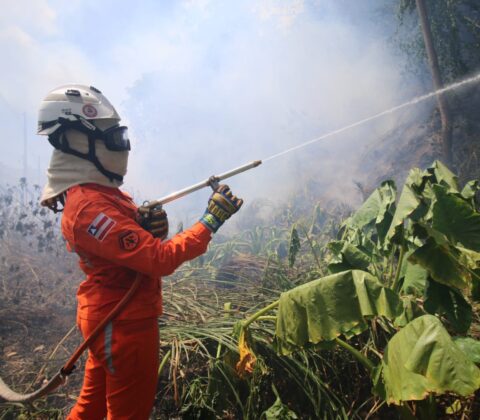 Imagem do post Bombeiros reforçam combate e debelam 422 incêndios florestais na Bahia