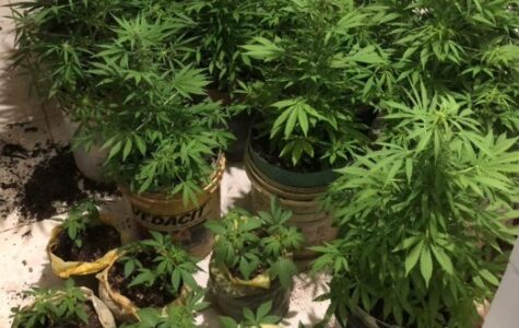 Imagem do post Tráfico na Chapada Diamantina: PM prende apreende 35 pés de maconha em Lençóis