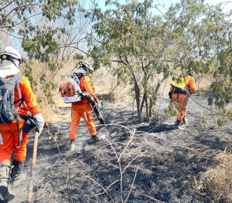 Imagem do post Bombeiros extinguem incêndios florestais em Luís Eduardo Magalhães, Guanambi e Cocos
