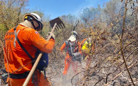 Imagem do post Bombeiros extinguem incêndios florestais no interior da Bahia; veja locais