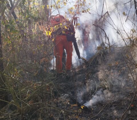 Imagem do post Bombeiros extinguem incêndios florestais em São Desidério, Pilão Arcado, Jacobina e Malhada