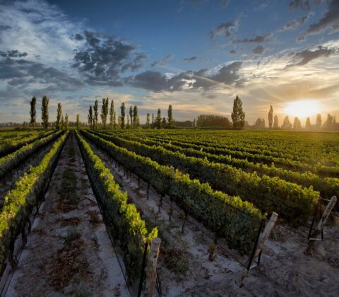 Imagem do post Bodega Dante Robino traz seus vinhos ao mercado baiano