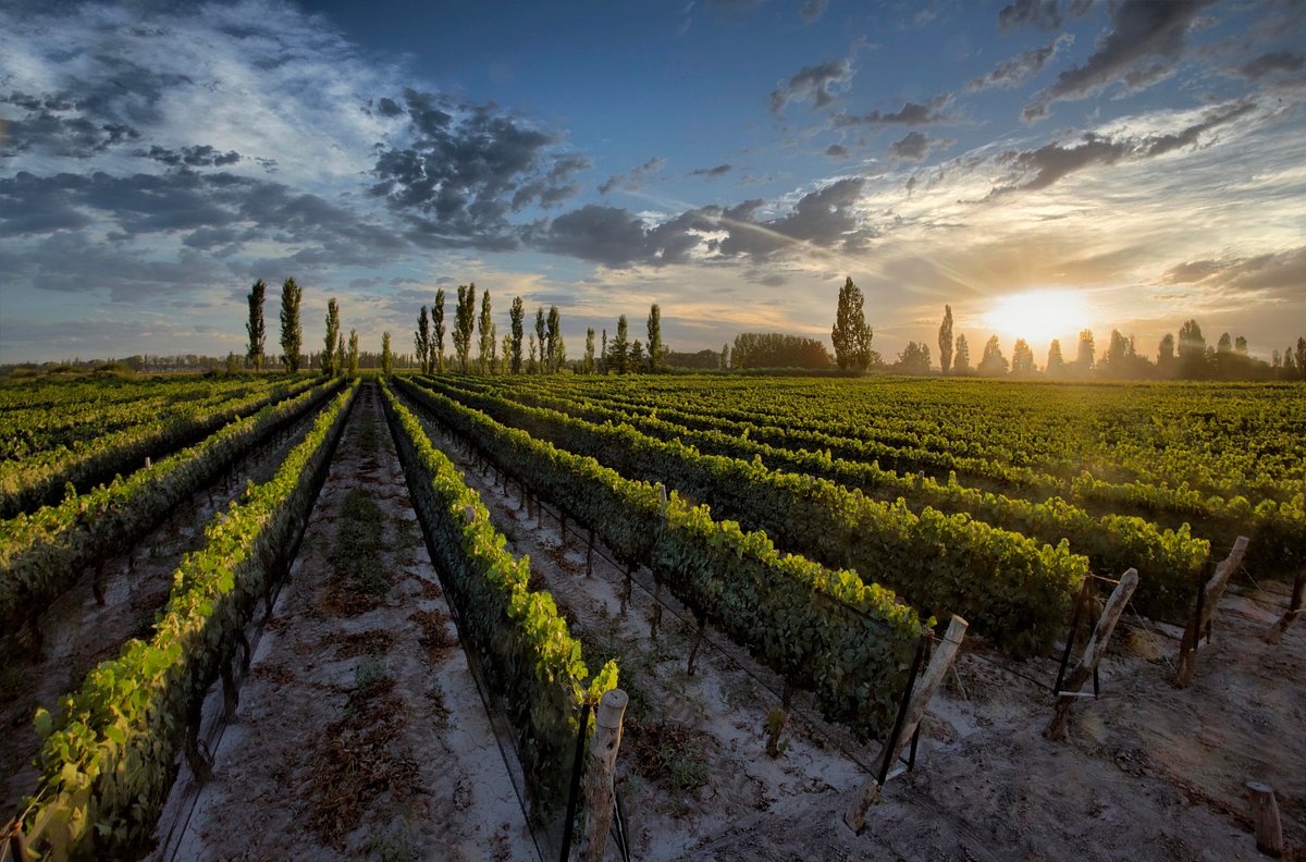 Bodega Dante Robino traz seus vinhos ao mercado baiano