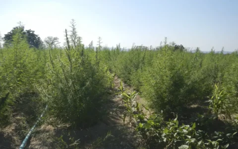 Imagem do post ExpoCannabis mostra potencial de empregabilidade no mercado da planta