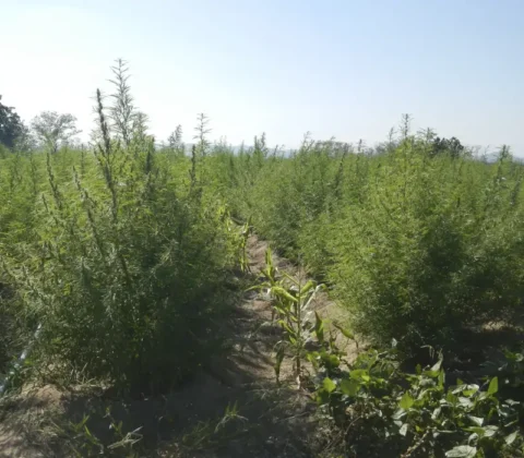 Imagem do post ExpoCannabis mostra potencial de empregabilidade no mercado da planta