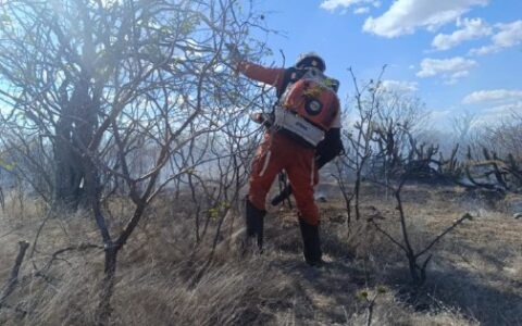 Imagem do post Bombeiros extinguem incêndios florestais em Curaçá e Campo Formoso