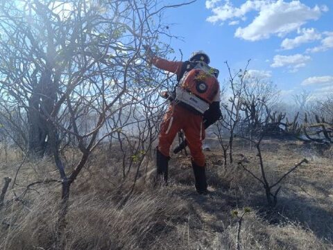 Imagem do post Bombeiros extinguem incêndios florestais em Curaçá e Campo Formoso