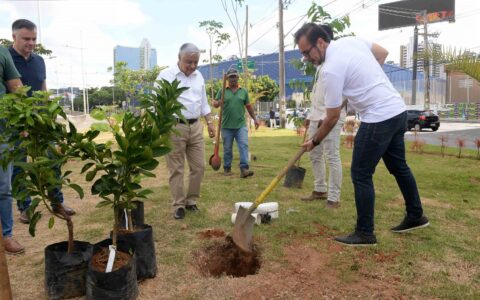 Imagem do post Canteiro central do BRT recebe novas mudas de árvores frutíferas