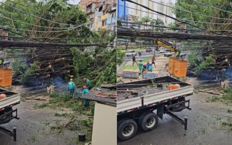 Imagem do post Árvore cai e deixa moradores sem energia no Rio Vermelho