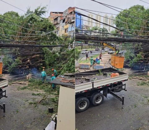 Imagem do post Árvore cai e deixa moradores sem energia no Rio Vermelho