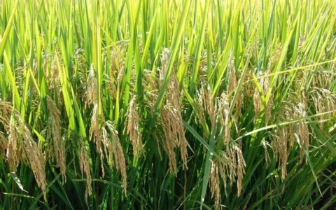 Imagem do post Bahia lidera agricultura familiar no Brasil e se destaca na produção diversificada