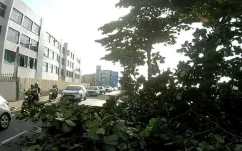 Imagem do post Árvore centenária cai e interdita duas faixas da Avenida Oceânica