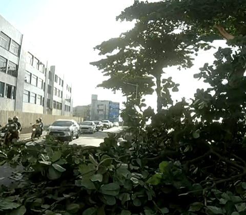 Imagem do post Árvore centenária cai e interdita duas faixas da Avenida Oceânica