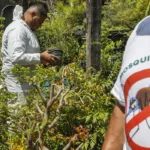 Alagoinhas: balanço revela bairros com maior risco de Dengue e Chikungunya