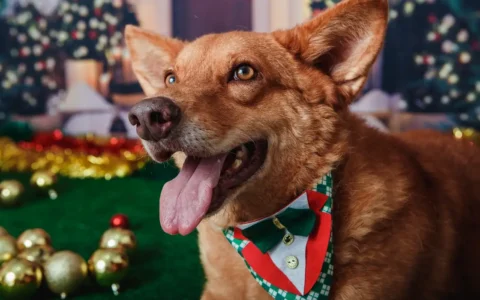 Imagem do post Animais domésticos terão direito a RG com cadastro nacional