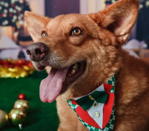 Imagem do post Animais domésticos terão direito a RG com cadastro nacional