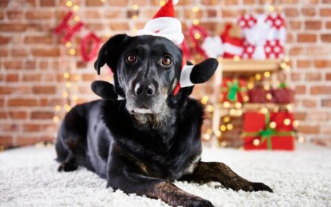 Imagem do post Especialista dá dicas de cuidados com pets nas festas de fim de ano