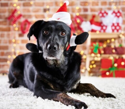 Imagem do post Especialista dá dicas de cuidados com pets nas festas de fim de ano