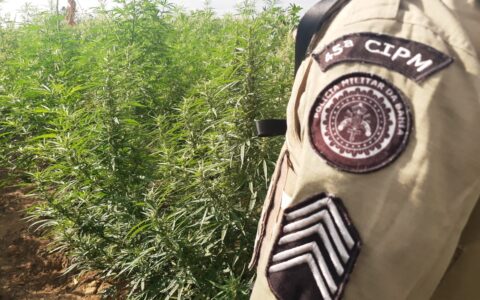 Imagem do post Polícia Militar destrói 65 mil pés de maconha em Curaçá