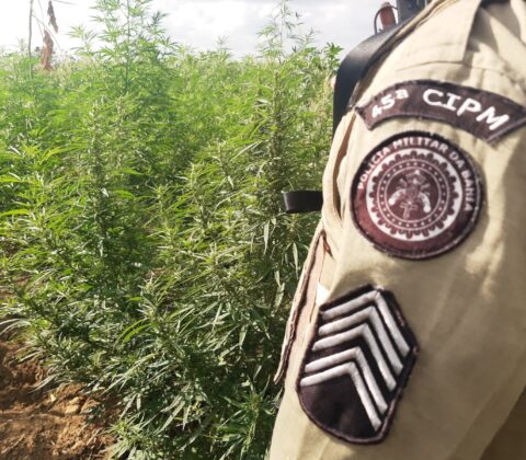 Imagem do post Polícia Militar destrói 65 mil pés de maconha em Curaçá