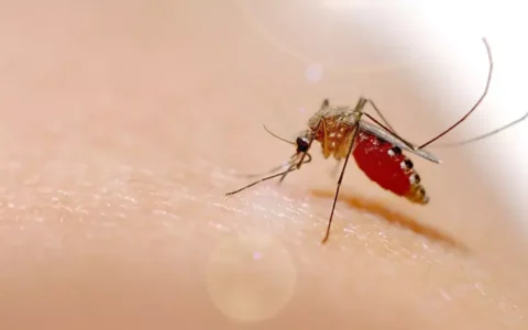 Imagem do post Óbitos por dengue chegam a 21 no Brasil em 2025