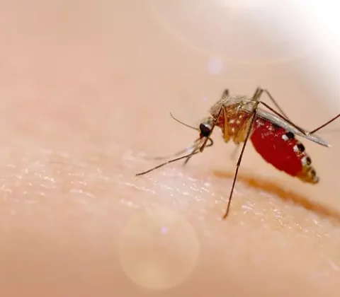 Imagem do post Óbitos por dengue chegam a 21 no Brasil em 2025