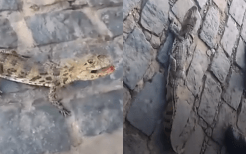 Imagem do post VÍDEO: Filhote de jacaré é encontrado em rua na Bahia