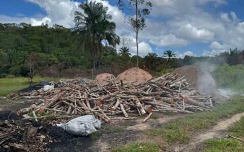 Imagem do post PM apreende carvão e madeira ilegais no interior da Bahia; material será doado