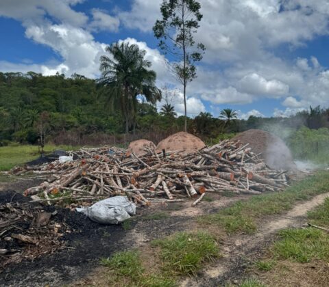 Imagem do post PM apreende carvão e madeira ilegais no interior da Bahia; material será doado