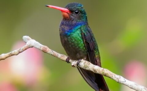 Imagem do post Em Igrapiúna, Reserva Espinita faz a proteção de cerca de 500 espécies de fauna e flora em região de Mata Atlântica