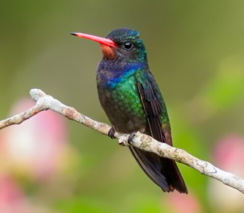 Imagem do post Em Igrapiúna, Reserva Espinita faz a proteção de cerca de 500 espécies de fauna e flora em região de Mata Atlântica