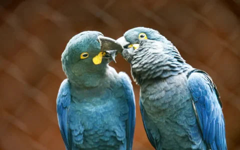 Imagem do post Ameaçada de extinção, mais uma arara-azul-de-lear nasce em São Paulo