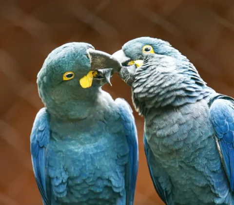 Imagem do post Ameaçada de extinção, mais uma arara-azul-de-lear nasce em São Paulo