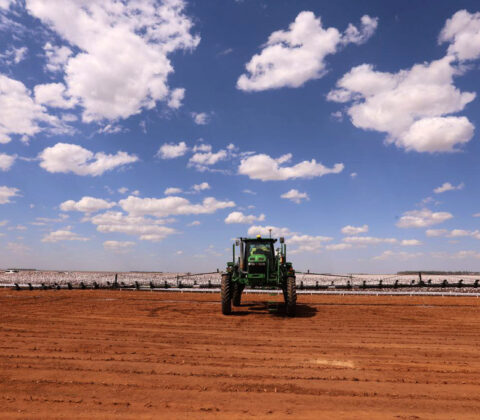 Imagem do post IBGE e Conab preveem crescimento para safra baiana de grãos em 2025
