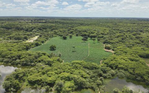 Imagem do post Mais de 50 mil pés de maconha são apreendidos pela PM