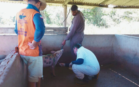 Imagem do post Sistema de vigilância da Adab atua na prevenção da Peste Suína