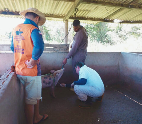 Imagem do post Sistema de vigilância da Adab atua na prevenção da Peste Suína