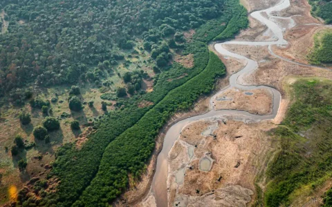 Imagem do post Pesquisa com bactérias na Amazônia pode desenvolver novos medicamentos