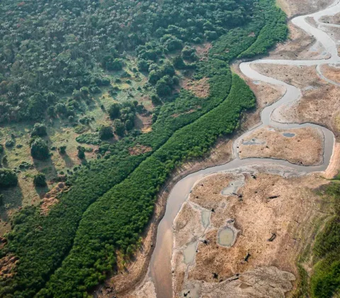 Imagem do post Pesquisa com bactérias na Amazônia pode desenvolver novos medicamentos