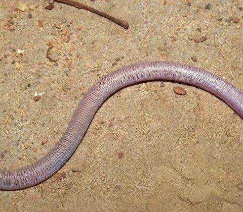 Imagem do post BAMIN realiza doação de nova espécie de réptil descoberta na Bahia para universidades