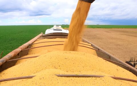 Imagem do post Produção de grãos deve crescer 7,3% na Bahia