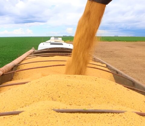 Imagem do post Produção de grãos deve crescer 7,3% na Bahia